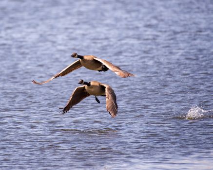 Two Canadian geese in flight over a calm lake surface, showcasing their graceful movements.