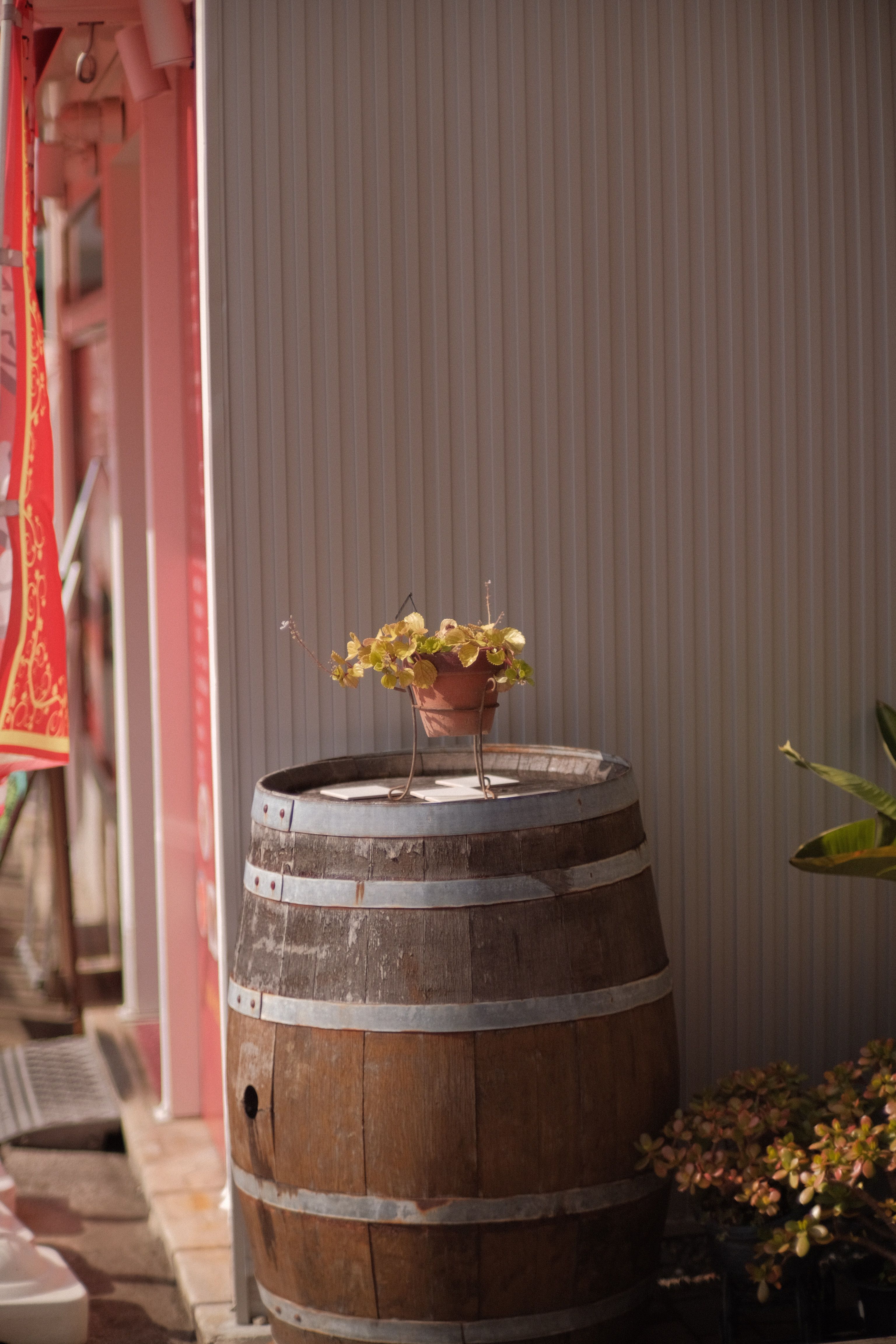 DIY plastic rain barrel with a brass spigot placed next to potted plants on a small budget patio