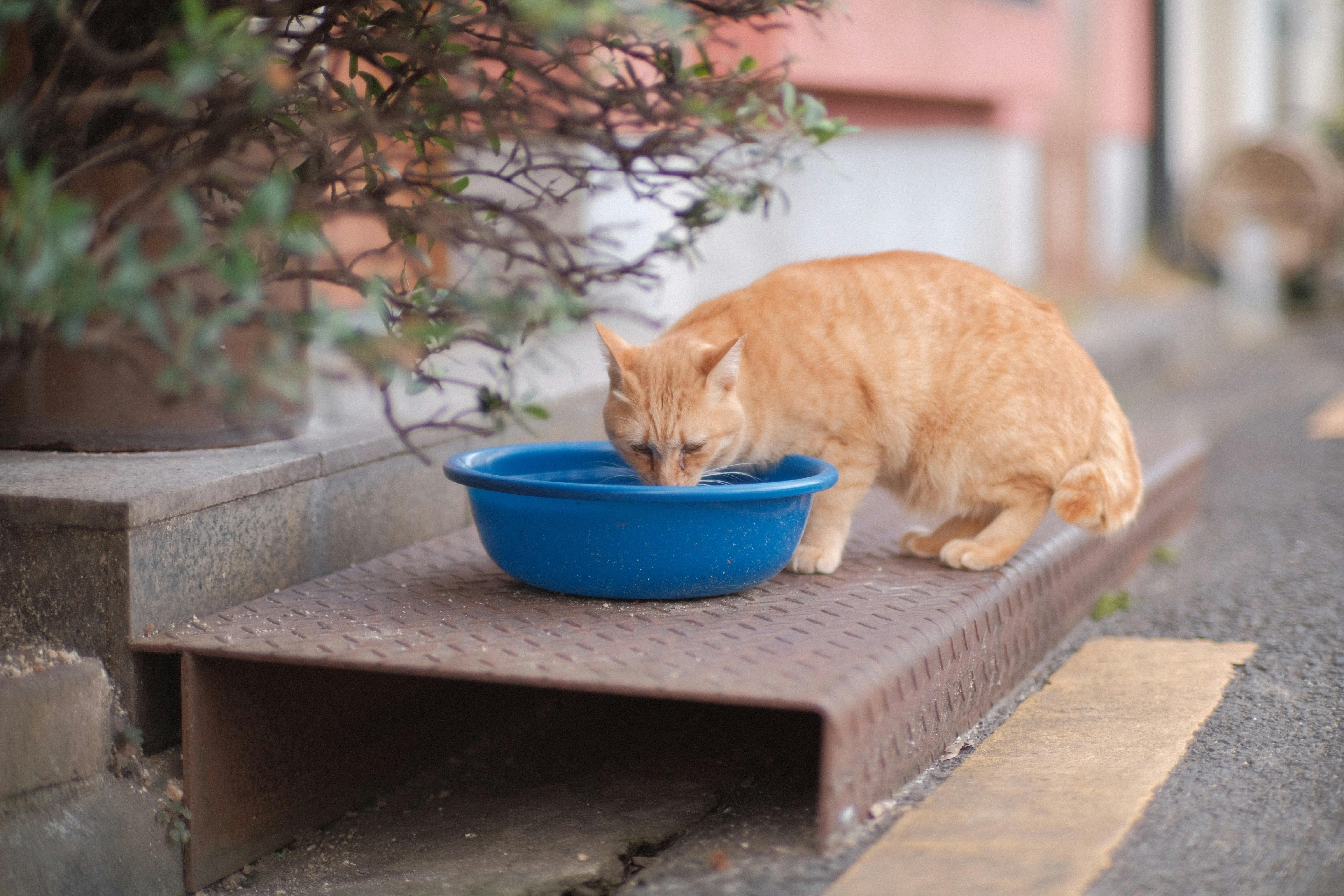 A ginger tabby cat sipping water from a blue basin in an urban setting, capturing a candid feline moment.