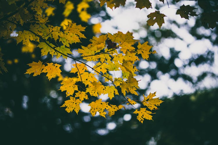 Close-up Of A Maple Tree Branch In Autumn Leaves 