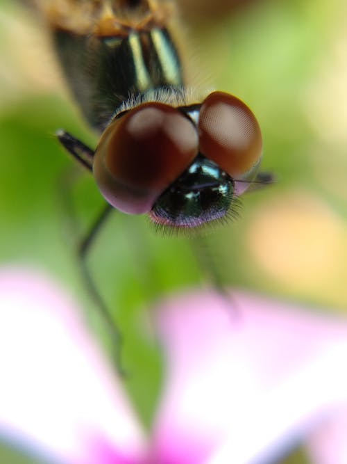 Free Black and Brown Dragonfly on Pink Flower Stock Photo