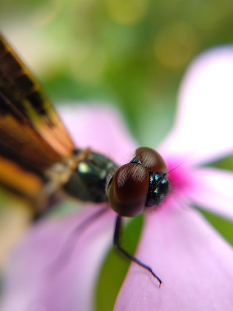 A Dragonfly On A Flower