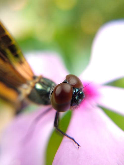 Free Brown and Black Dragonfly on Pink Flower Stock Photo