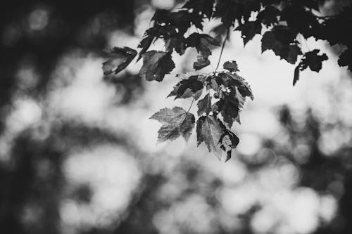 Grayscale Photo of Leaves