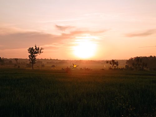Free Beautiful rice field in Indonesia at sunset, capturing the serene landscape and warm colors. Stock Photo