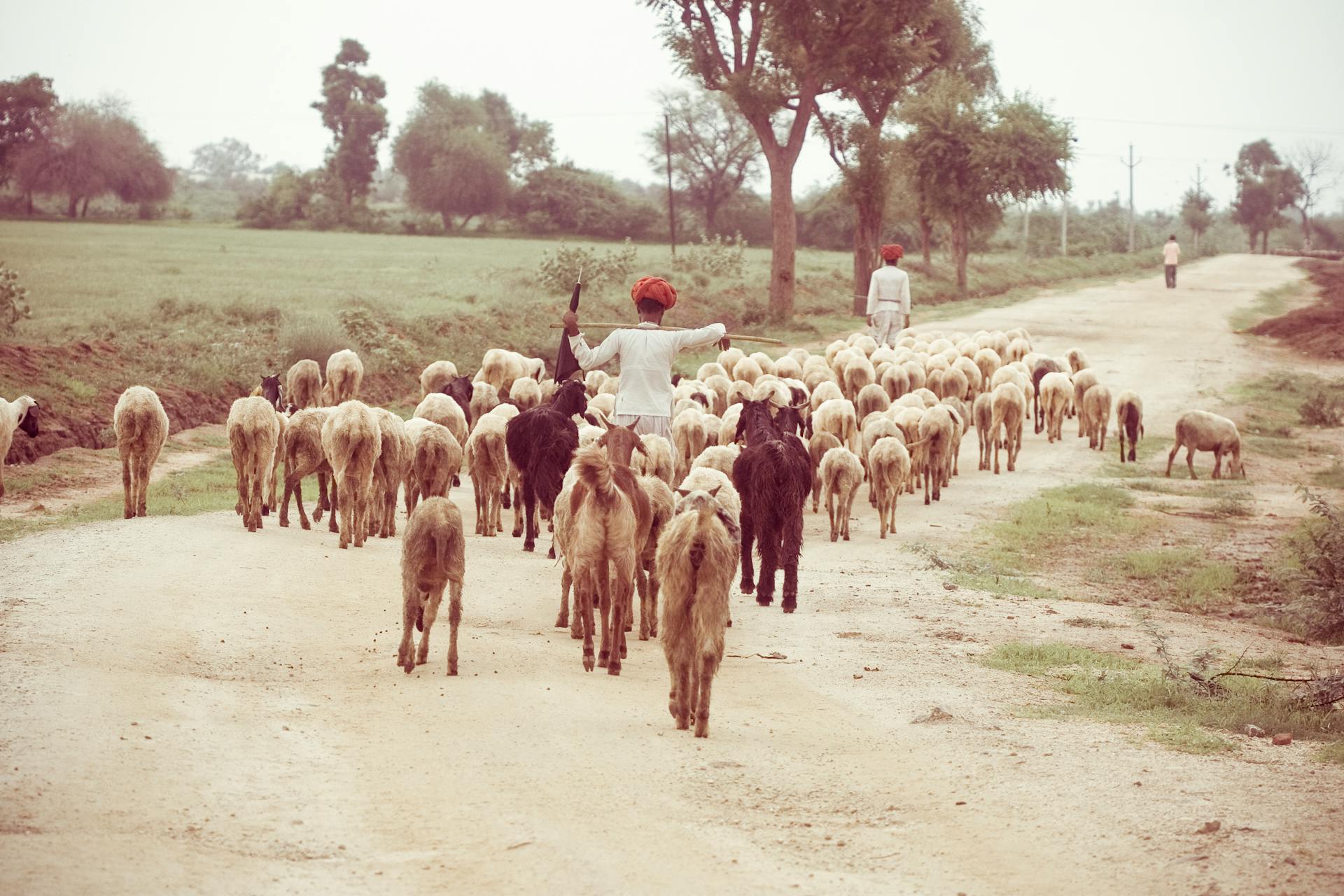 beautiful portrait of an Indian village man shepherd walking with his sheeps on the curvy road in a nearby village during sunset.