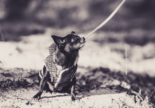 Grayscale Photo of Short Coated Dog