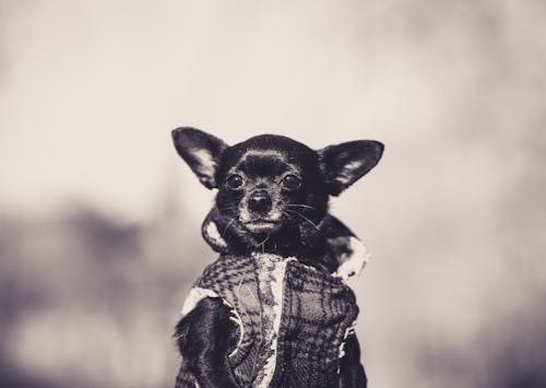 Kostenlos Kostenloses Stock Foto zu chihuahua, einfarbig, graustufen Stock-Foto