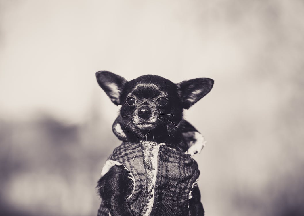 Black Chihuahua Puppy 