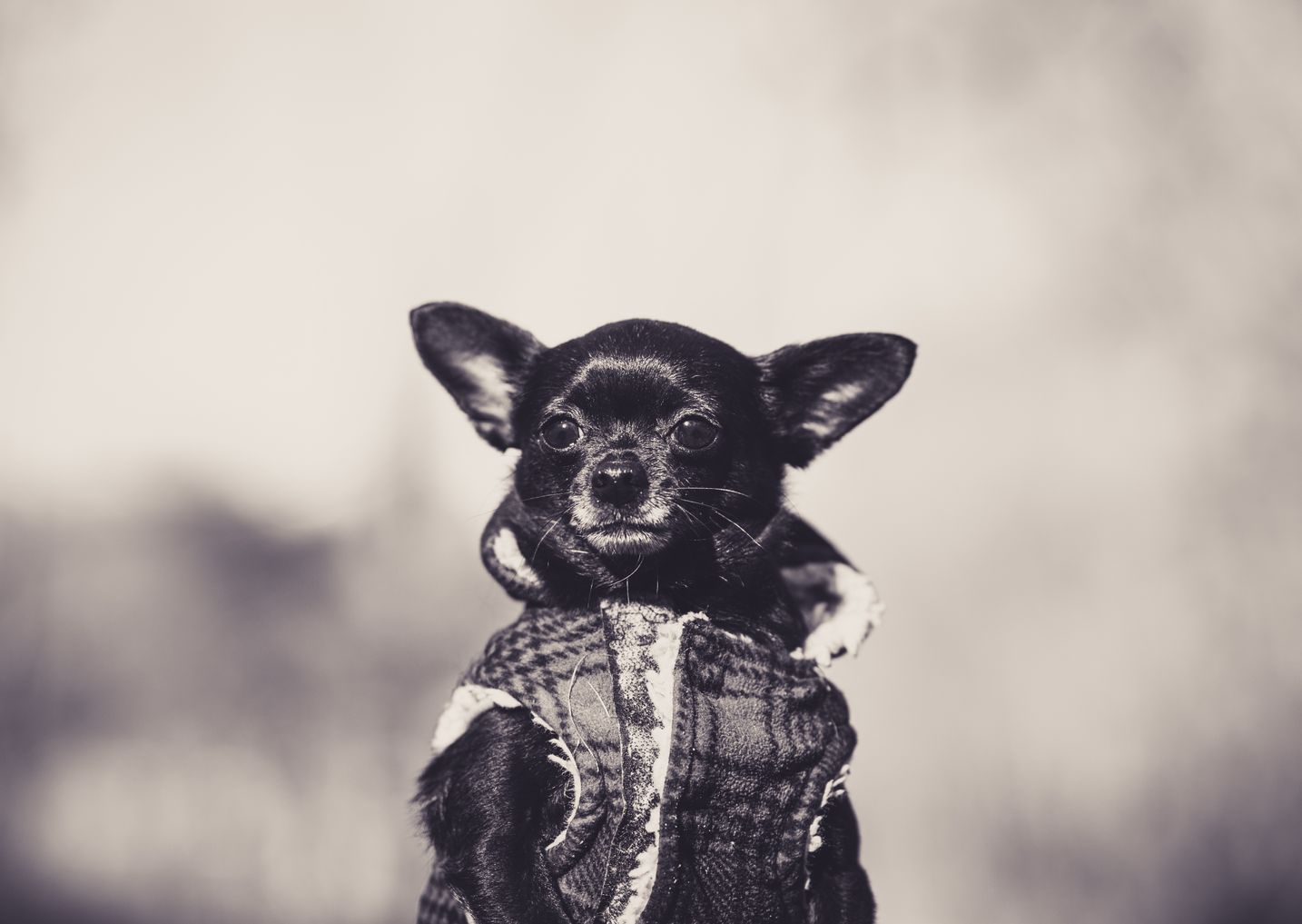 Meet the Ugly Hairless Chihuahua: Rare & Unique Breed Facts