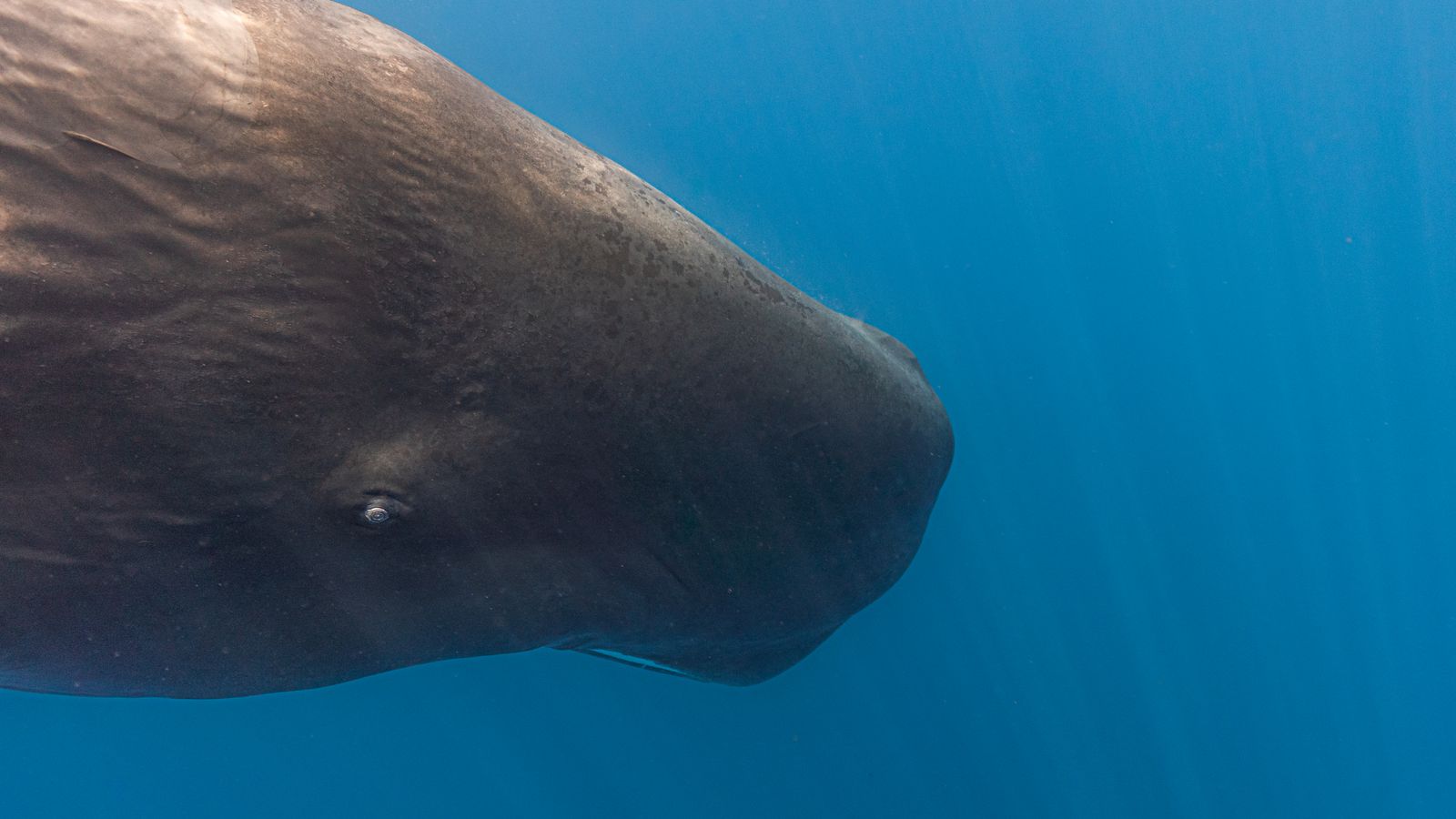 A sperm whale swimming underwater in open blue ocean, a real photo that echoes the giant whale at the center of Whalefall, with no people in the frame