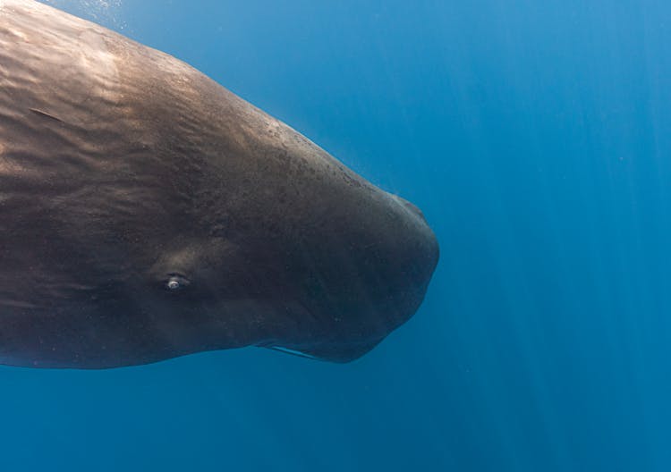 Close Up Of Sperm Whale Underwater