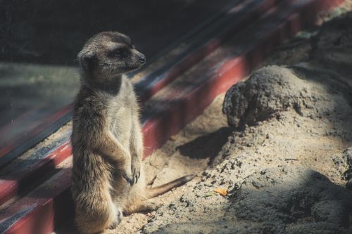 Free A meerkat stands alert in its zoo enclosure, bathed in sunlight with sandy surroundings. Stock Photo