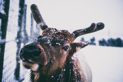 Бесплатное стоковое фото с голова, животное, зима