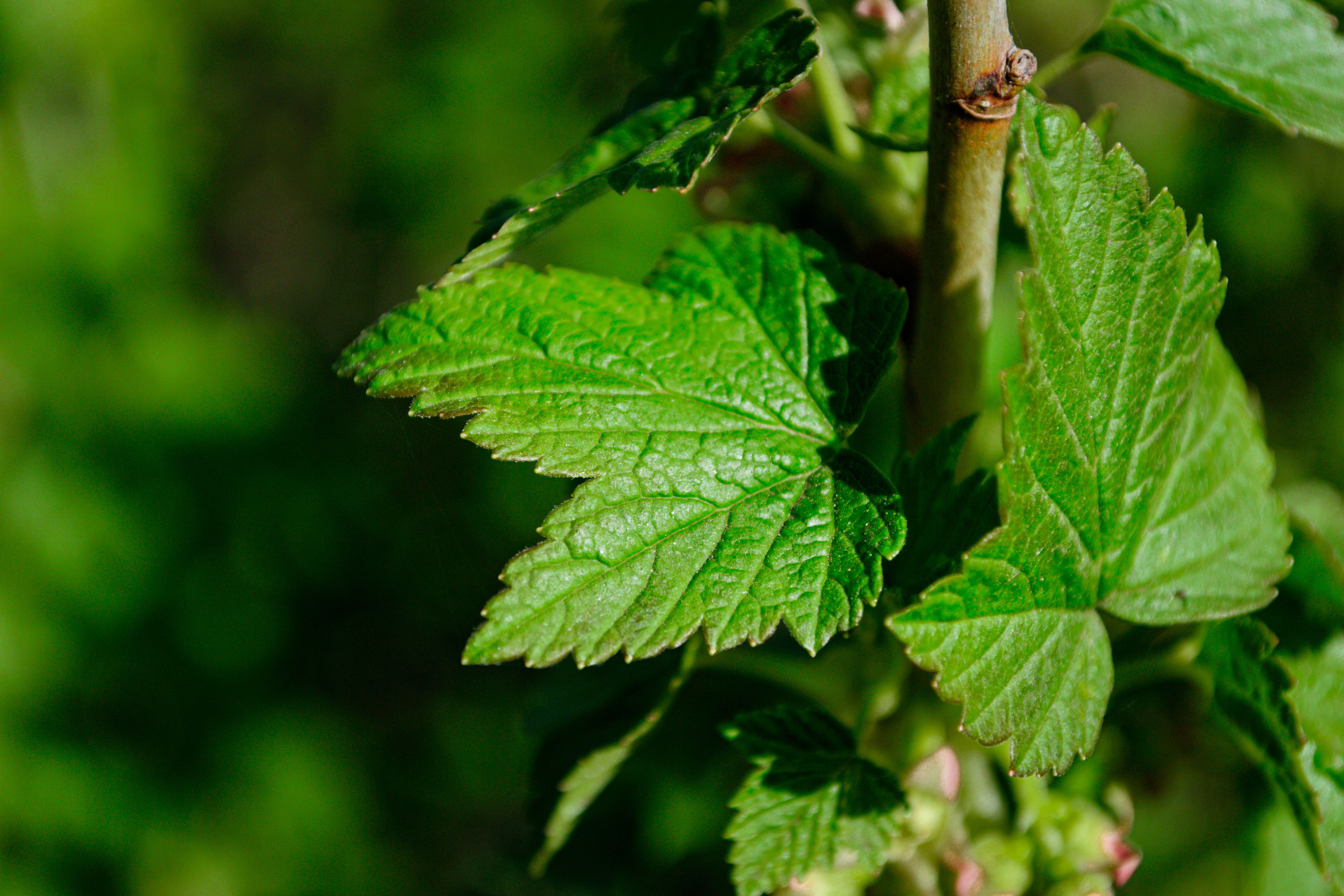 Sharp close-up of vibrant green currant leaves on a sunny day.
