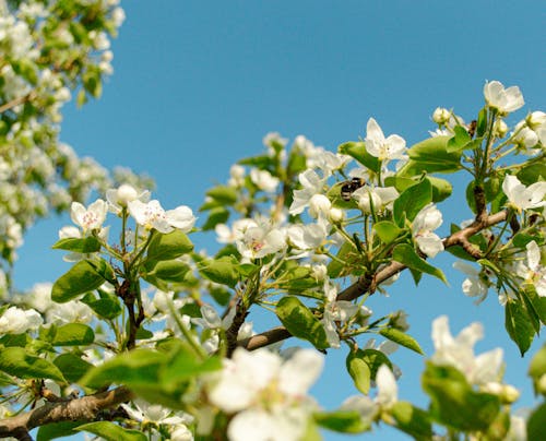 Безкоштовне стокове фото на тему «весна, завод, квіти» стокове фото