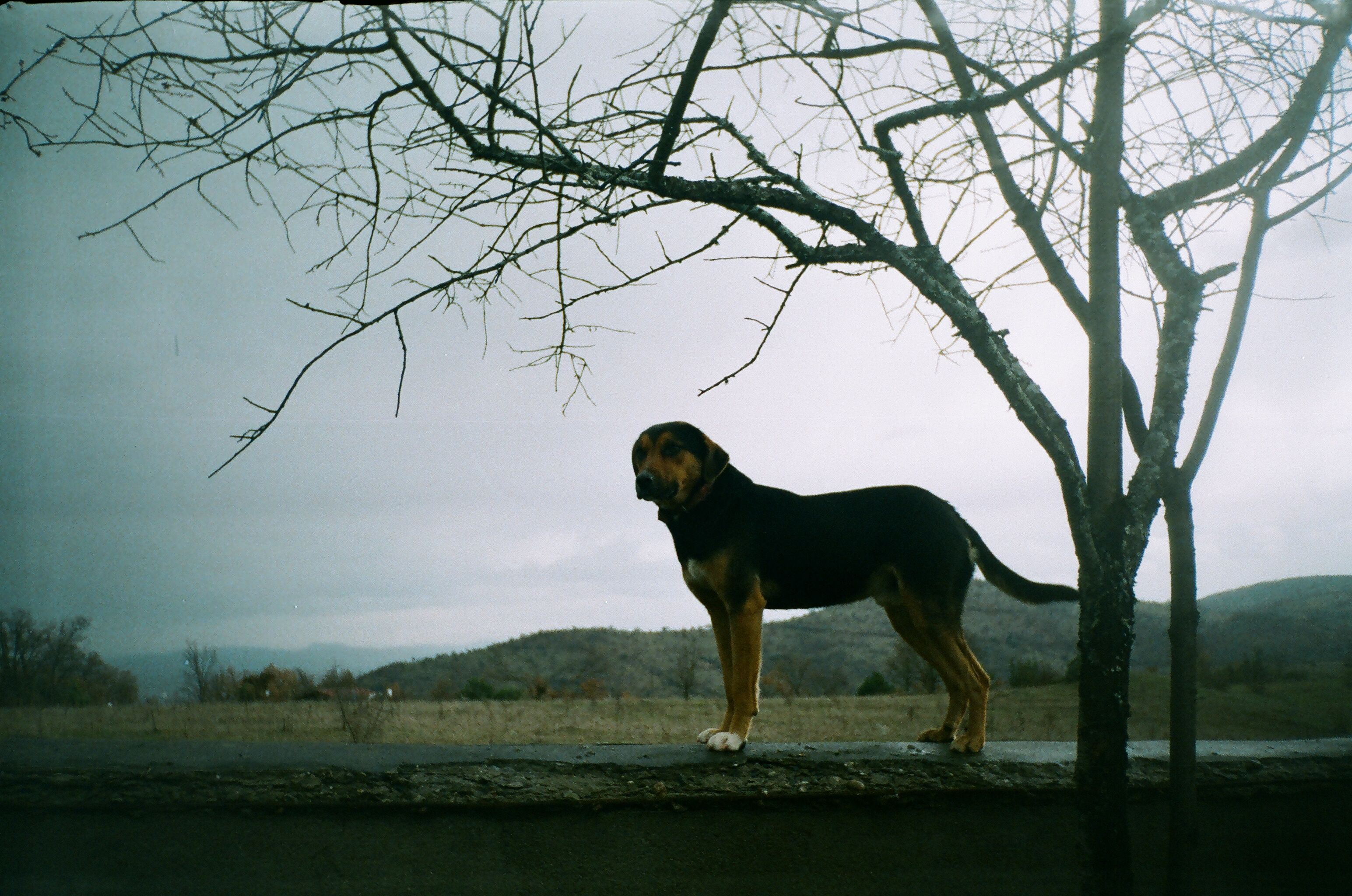 Portrait of a dog at a veterinary clinic