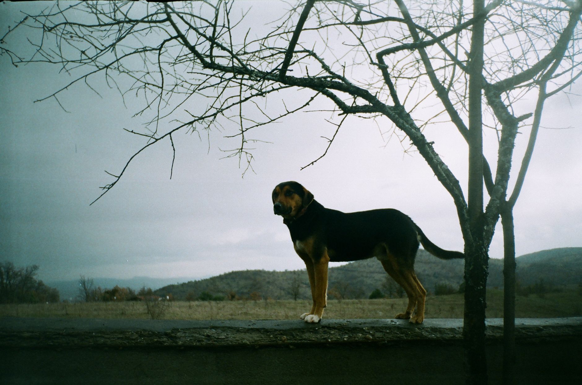 Portrait of a dog at a veterinary clinic