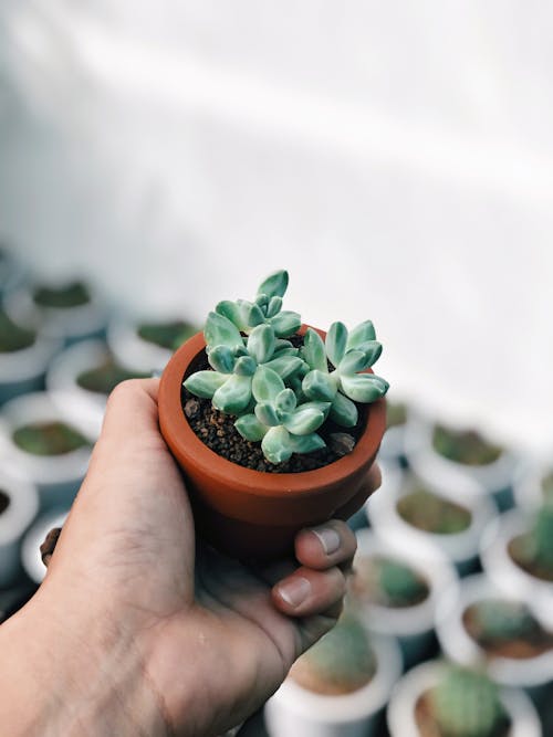 Free Green Succulent Plant in Brown Clay Pot Stock Photo