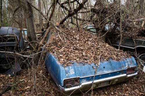 Ücretsiz abur cubur, ağaç, eski araba içeren Ücretsiz stok fotoğraf Stok Fotoğraflar