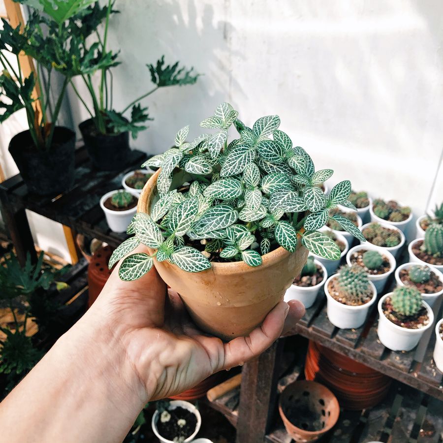 Hands passing a terracotta pot of nerve plant across a nursery bench — photo by Koi san on Pexels