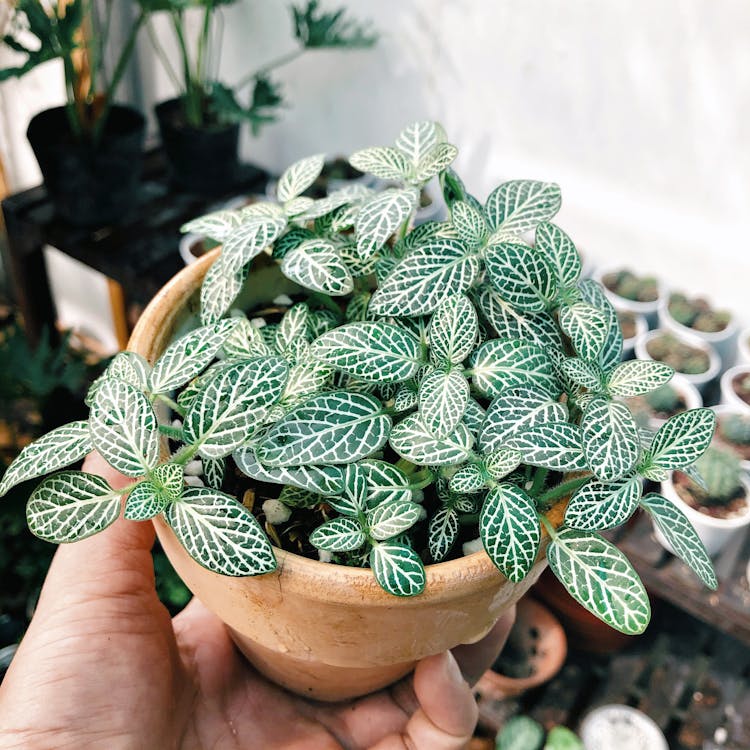 Person Holding Potted Nerve Plant 