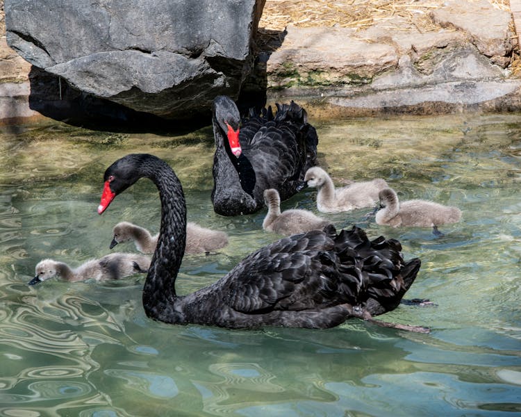 Close-Up Photo Of Black Swan Family Swimming On River 