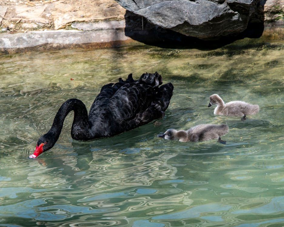 Black Swan Family