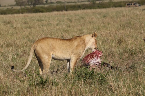 Lion on a Grass Field