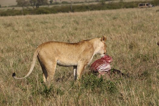 Masai Mara private game drives — Kenya Safari