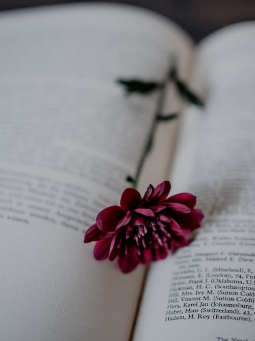 Flower Lying on an Open Book 