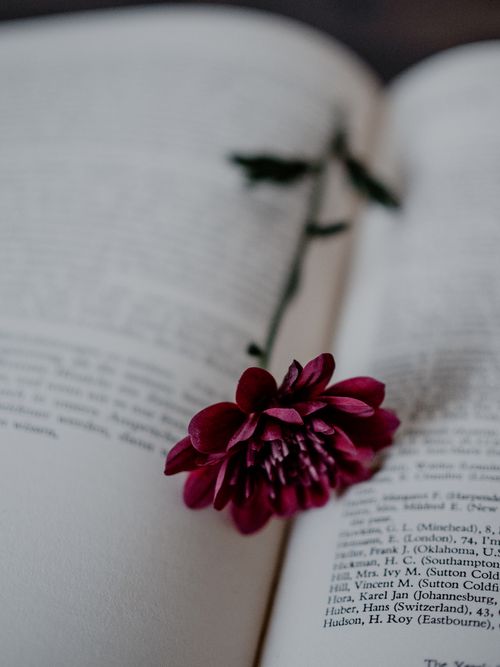Free A vibrant chrysanthemum lies on the pages of an open book, creating a serene and artistic scene. Stock Photo