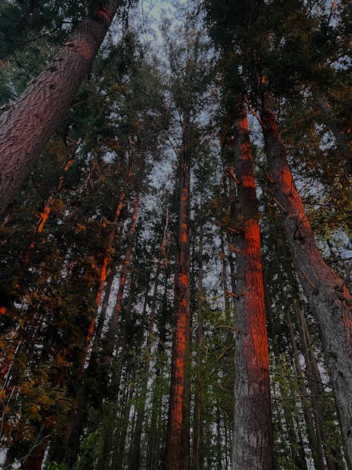 Tall Trees in the Woods in Low Angle Photography