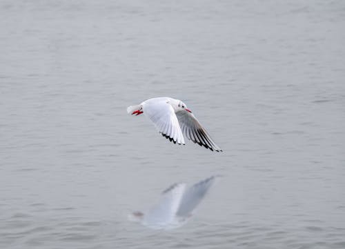 Flying Seagull Over Ocean