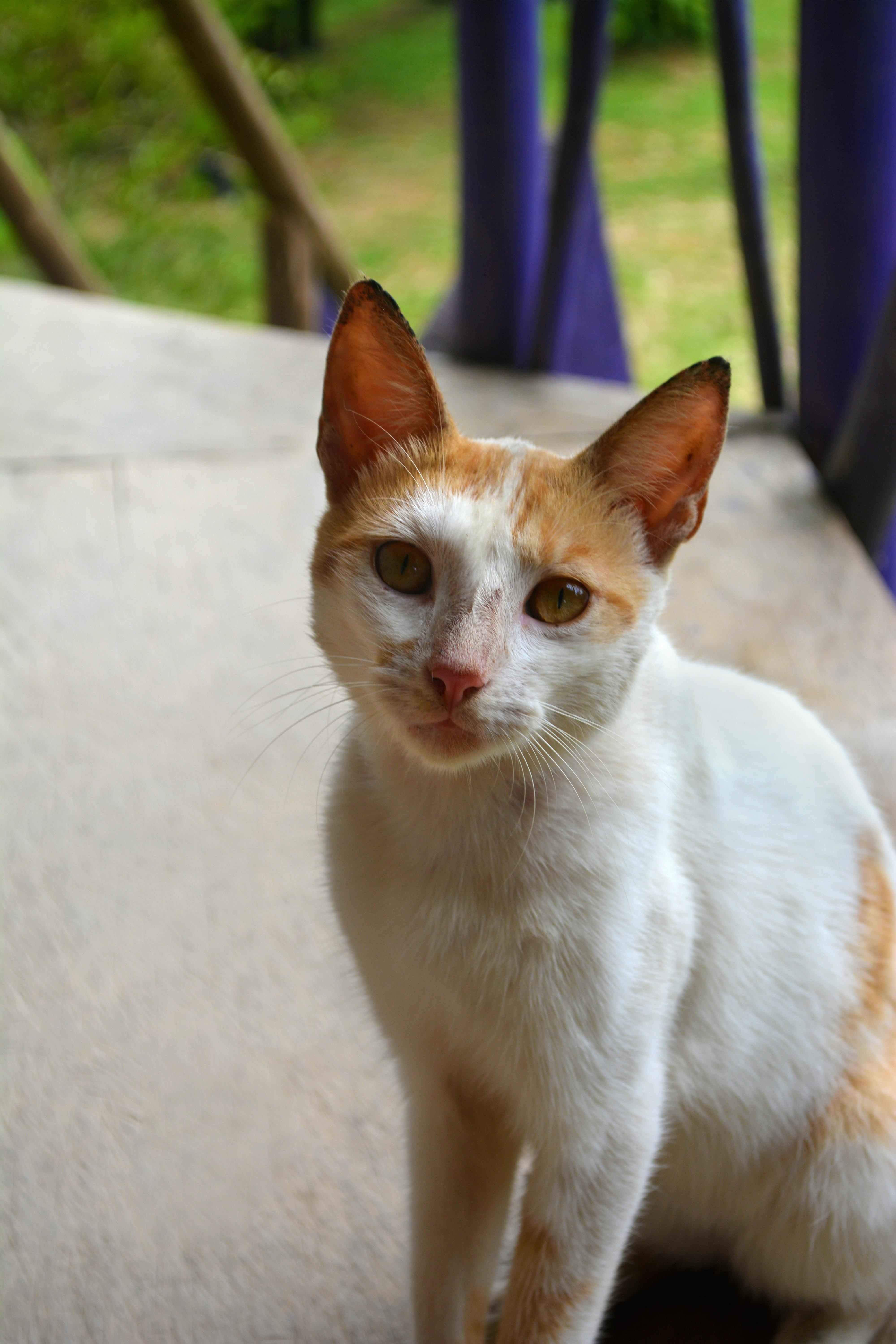 Free stock photo of cat, cat face, orange white cat