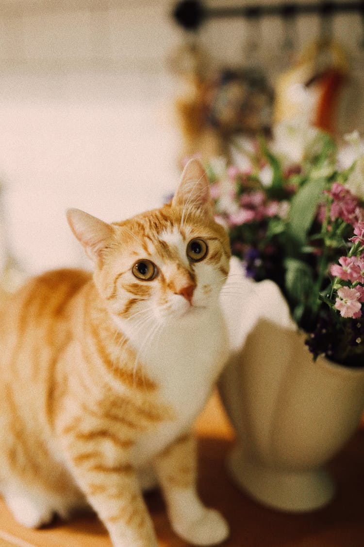 Portrait Of Cute Ginger Cat