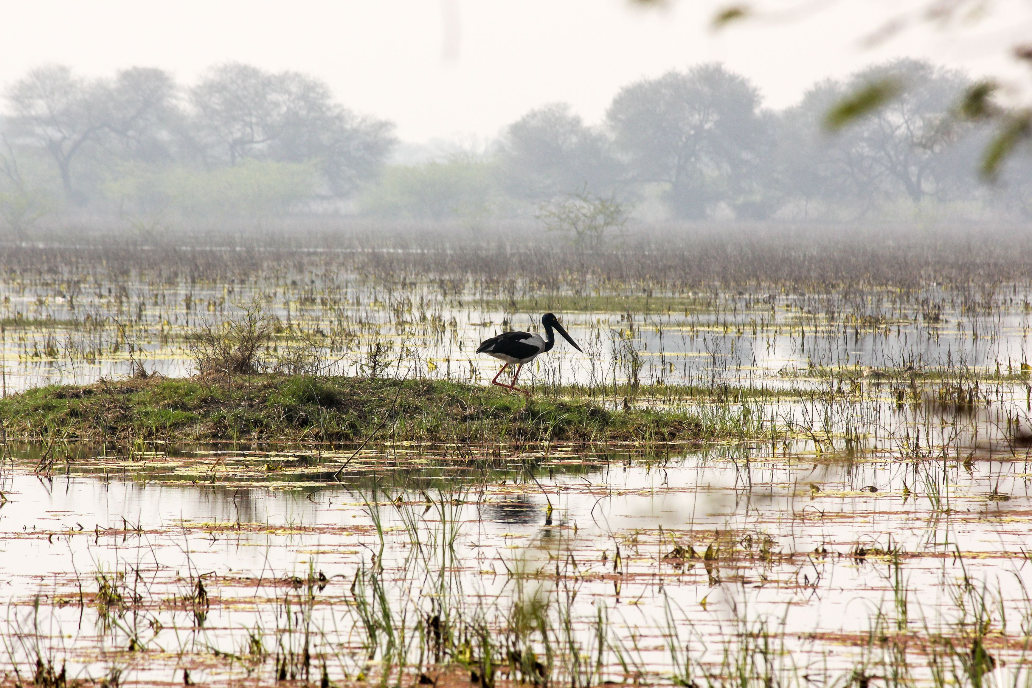 A black stork wading in Bharatpur's serene wetlands, amidst lush vegetation.