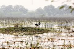 Keoladeo entry (Indian adult)