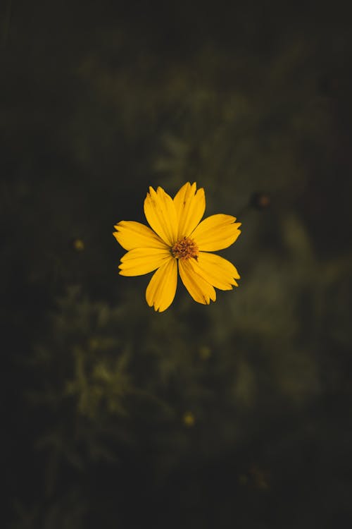 노란 코스모스 꽃 클로즈업 사진
