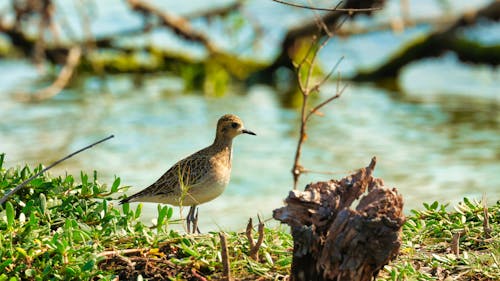 Základová fotografie zdarma na téma detail, dřevěný pískovec, fotografie ptáků