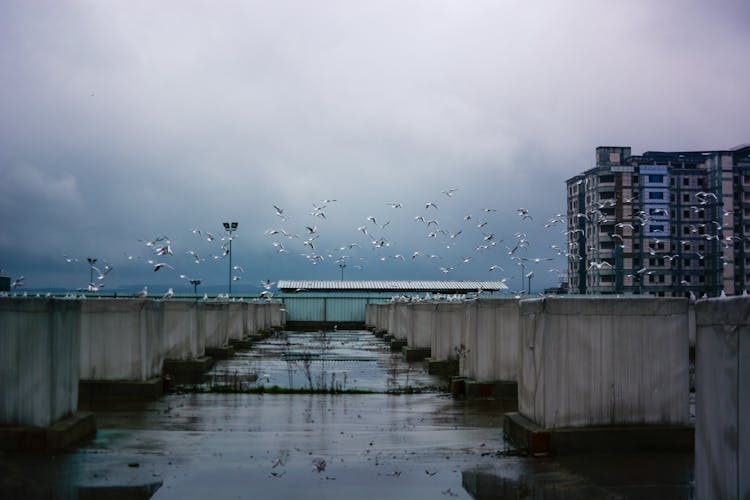 Seagulls Flying Above Sewer Water