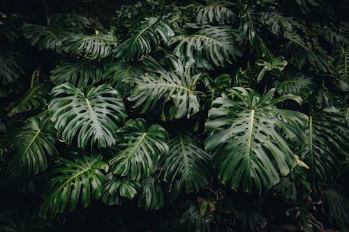 나뭇잎, 녹색, 몬스테라의 무료 스톡 사진