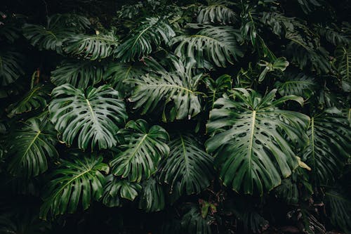 Full Shot of Lush Monstera Leaves