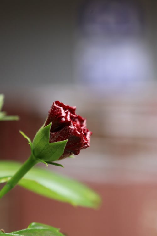 Kostnadsfri bild av blomma, delikat, flora