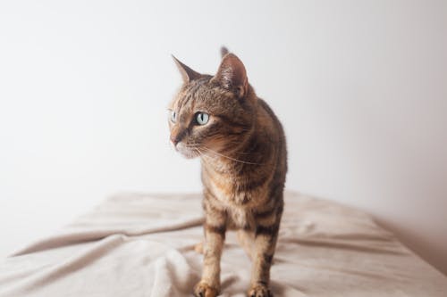 Brown Tabby Cat on a Blanket