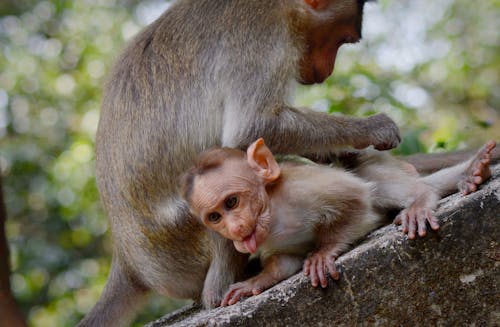 Mother and Baby Monkey Sitting on Stone Close-Up Photo