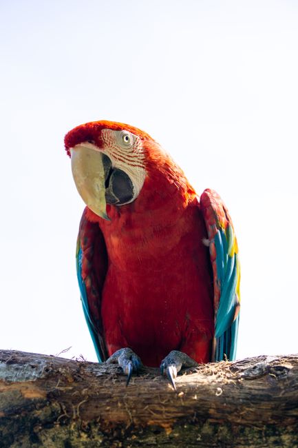 Bright scarlet macaw on branch, showcasing vibrant plumage against blue sky.