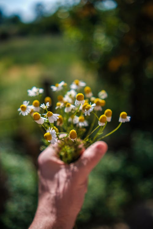 Person Holding Bunch of Small Flowers