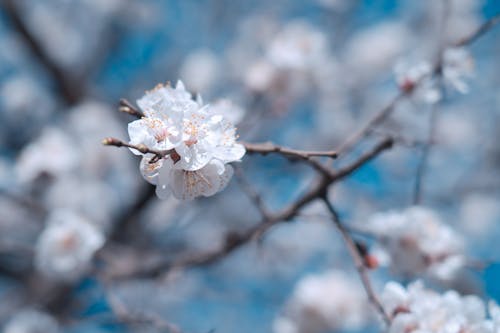 Close Up Photo of Blooming Cherry Blossom Flowers