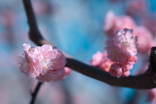 Pink Blooming Cherry Blossoms